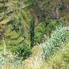 Plants: image 131 Of 193 Thumb